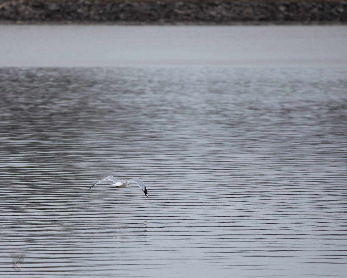 Ring-billed Gull - ML535415691