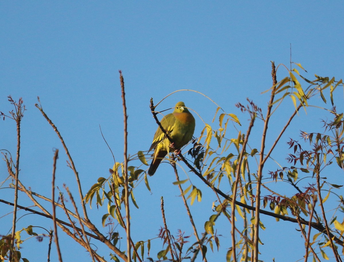 Orange-breasted Green-Pigeon - ML535416091