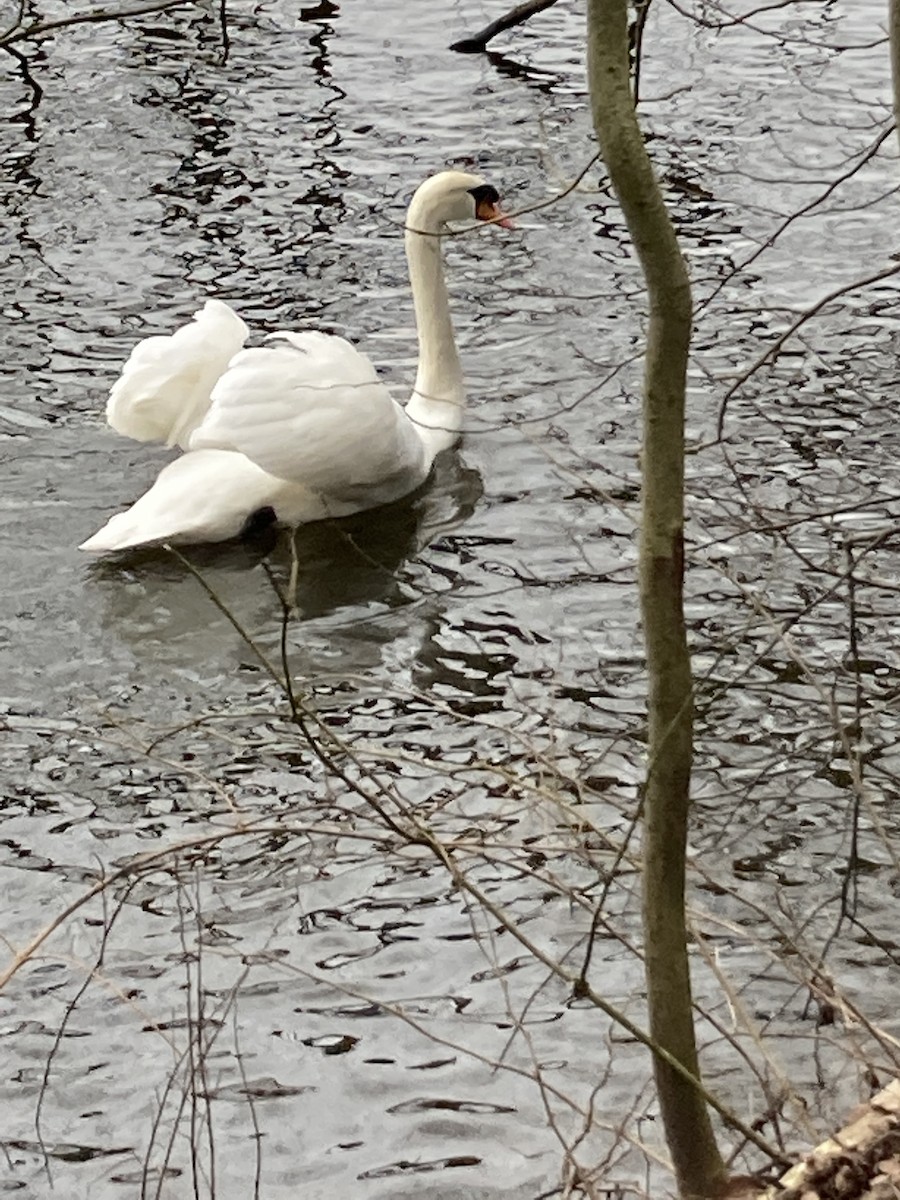 labuť velká - ML535416971