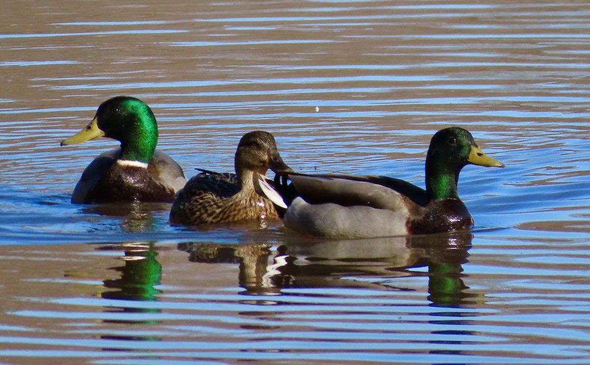Mallard - ML535416981
