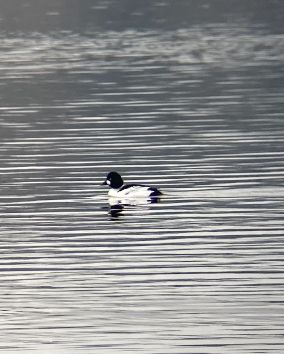 hohol severní - ML535416991