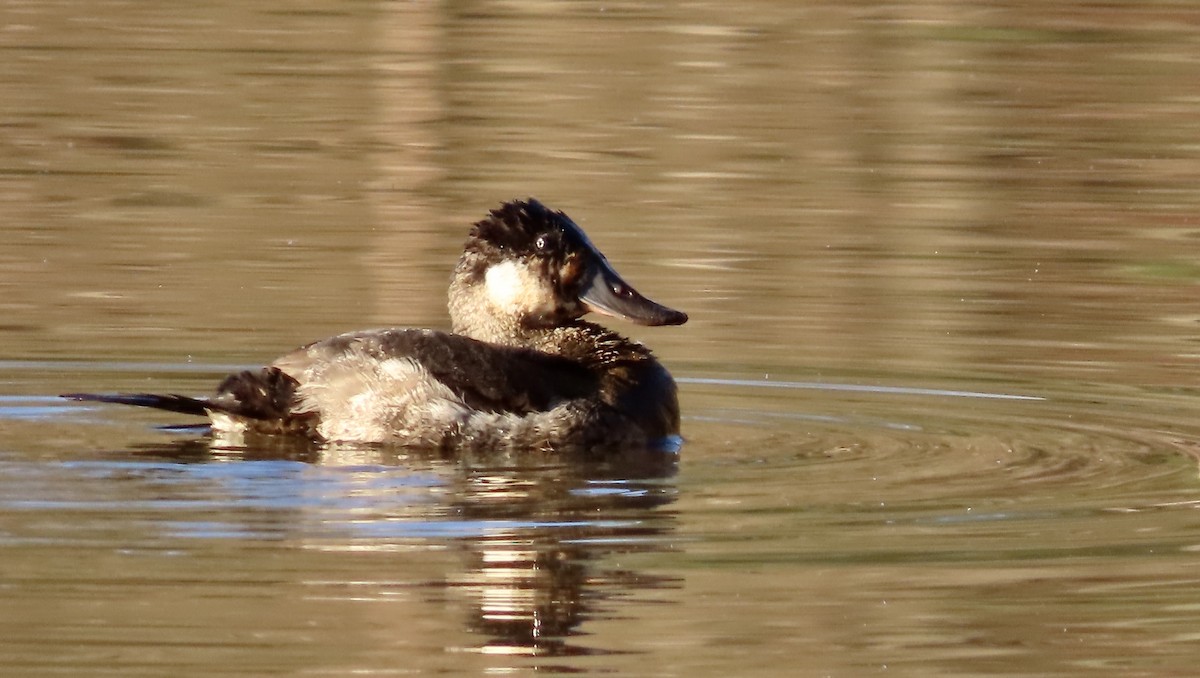 Ruddy Duck - ML535417041
