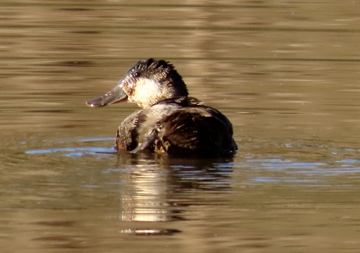 Ruddy Duck - ML535417051