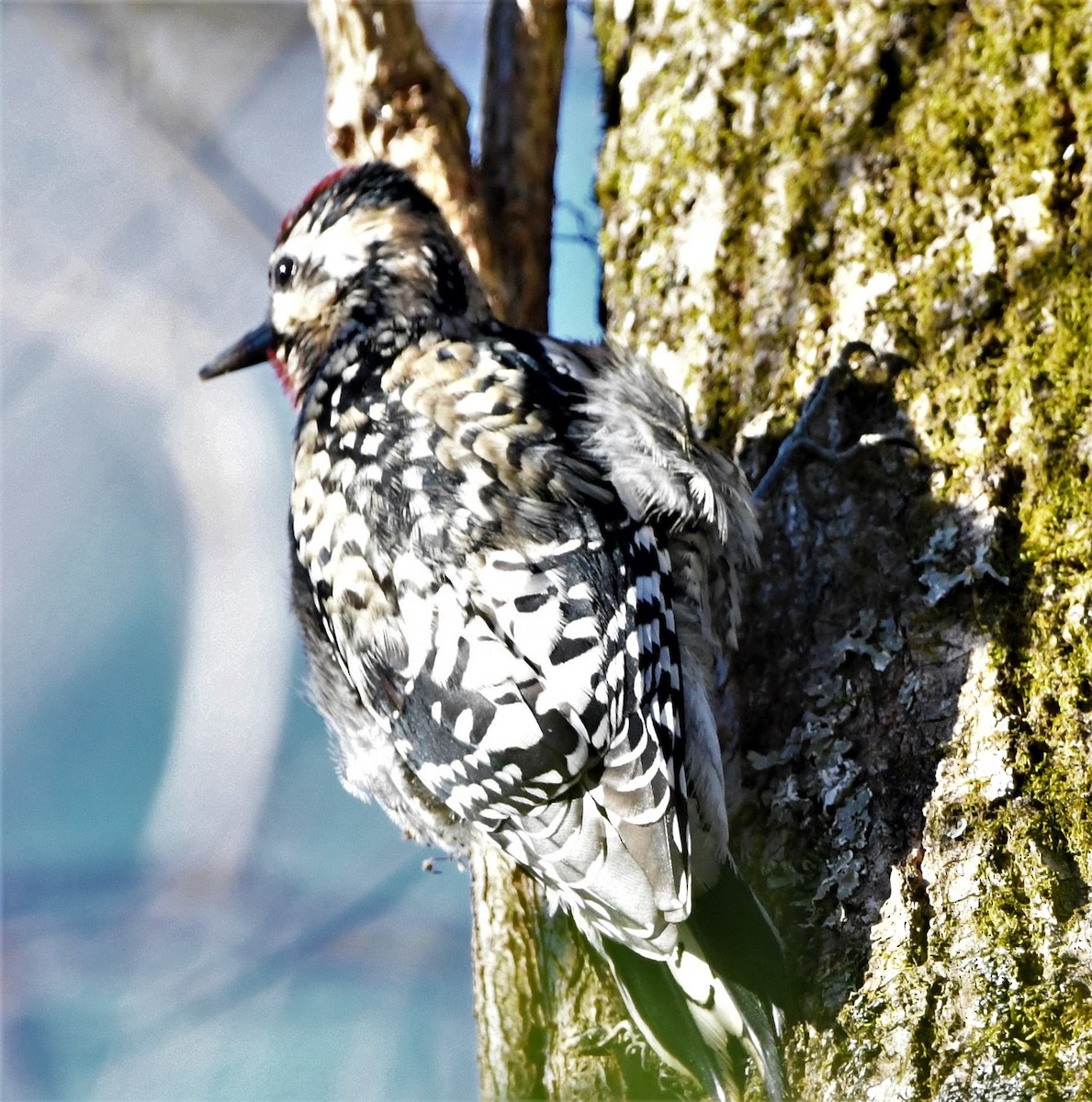 Yellow-bellied Sapsucker - ML535417191