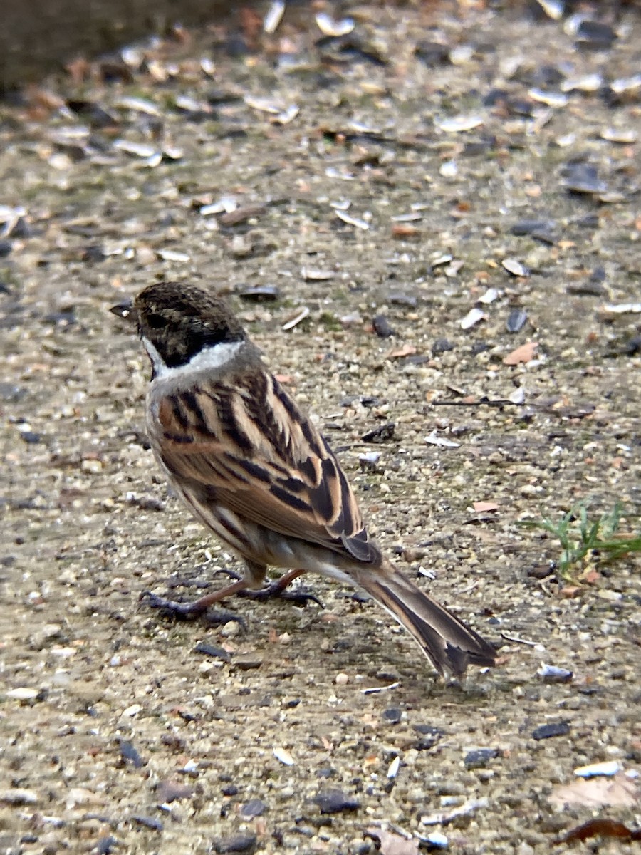 strnad rákosní - ML535417321