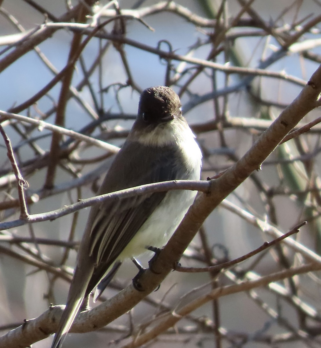 Eastern Phoebe - ML535417401