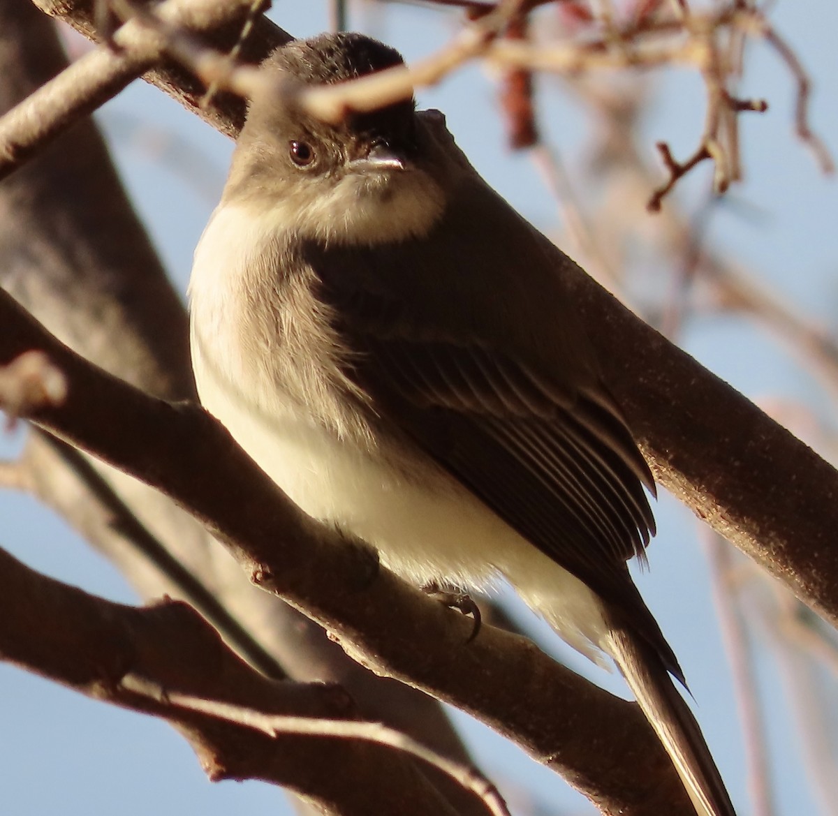 Eastern Phoebe - ML535417411