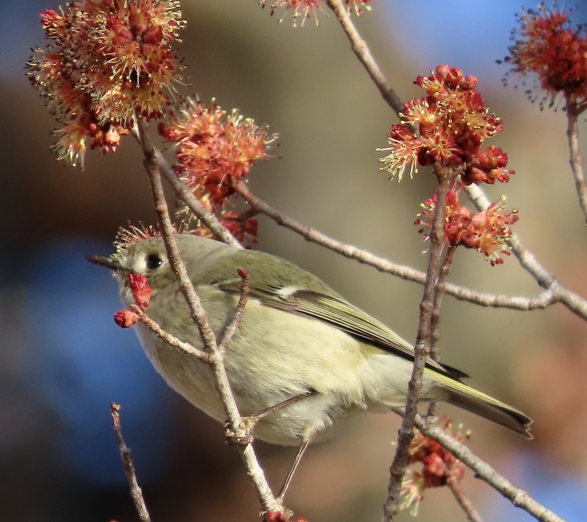 Ruby-crowned Kinglet - ML535417521