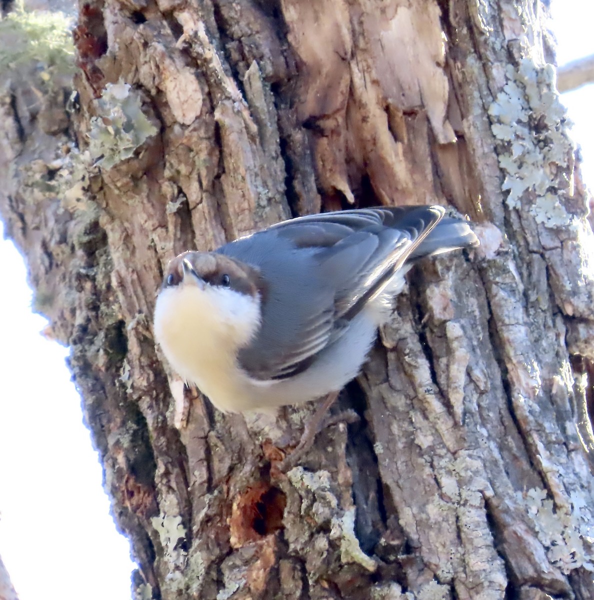 Brown-headed Nuthatch - ML535417641