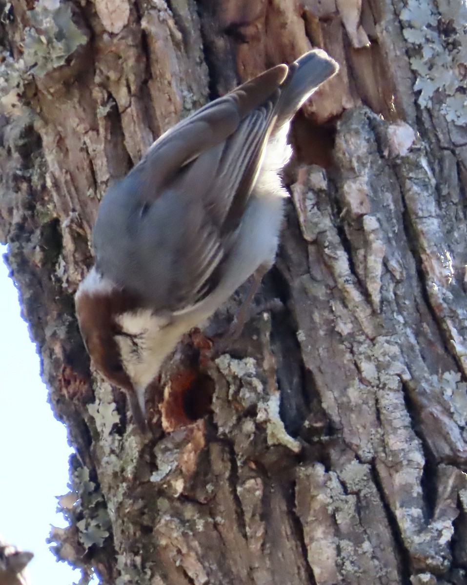 Brown-headed Nuthatch - ML535417651