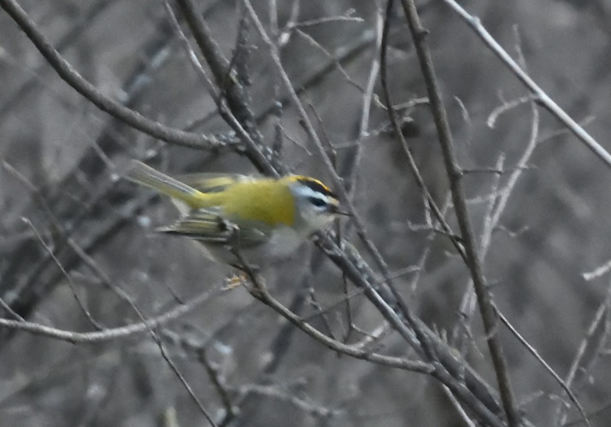 Common Firecrest - Mu Sano