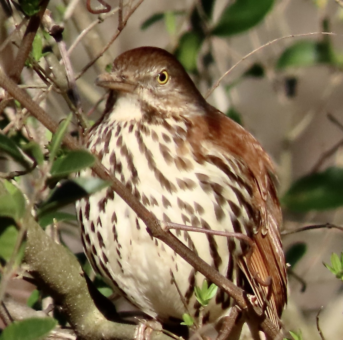 Brown Thrasher - ML535417701
