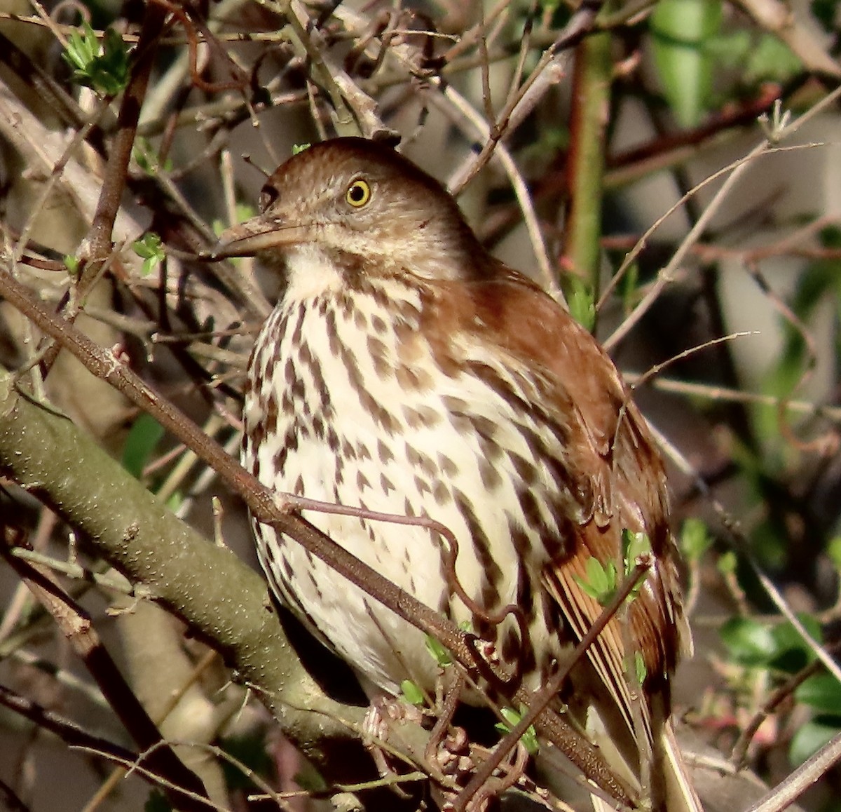 Brown Thrasher - ML535417711
