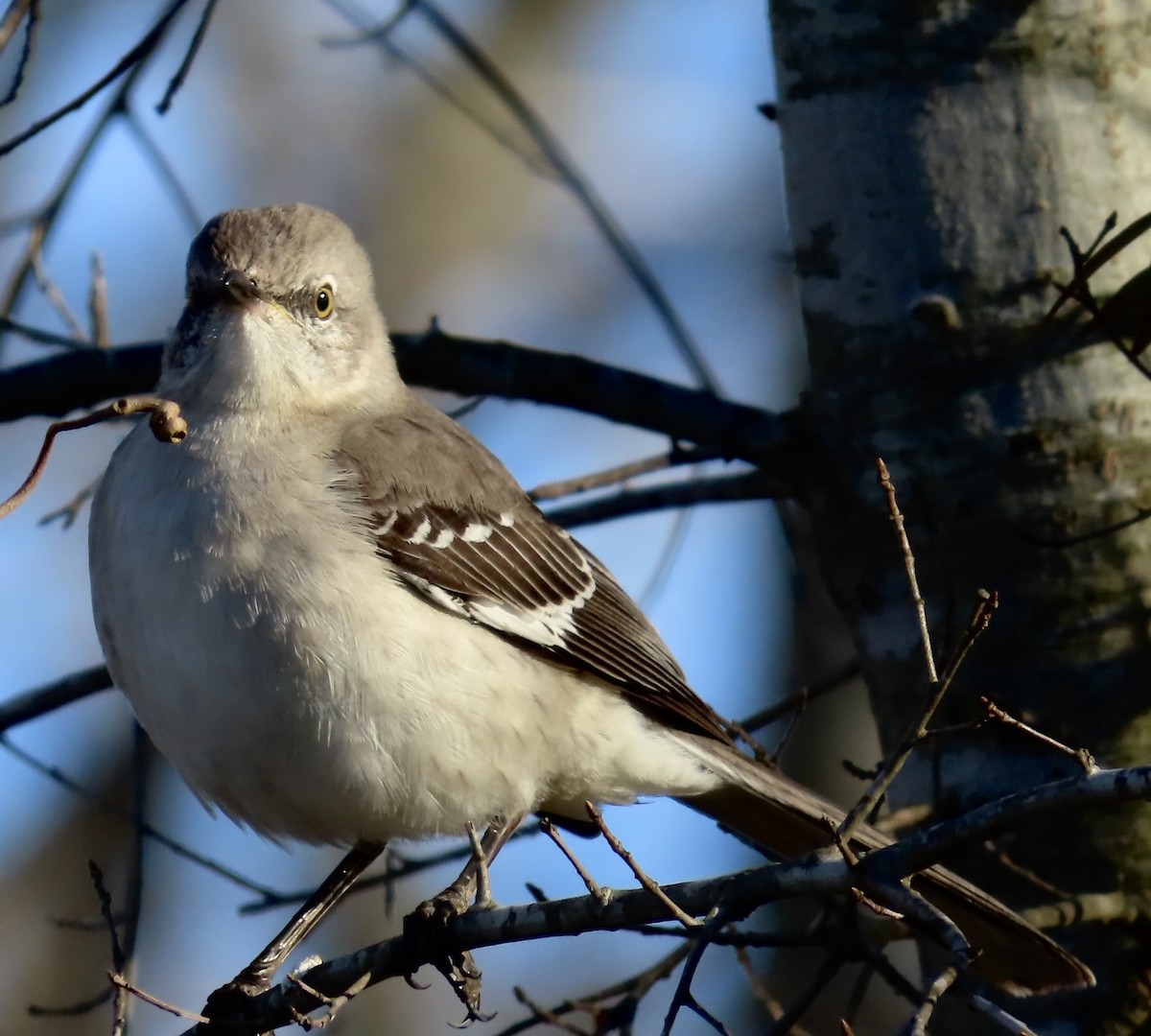 Northern Mockingbird - ML535417791