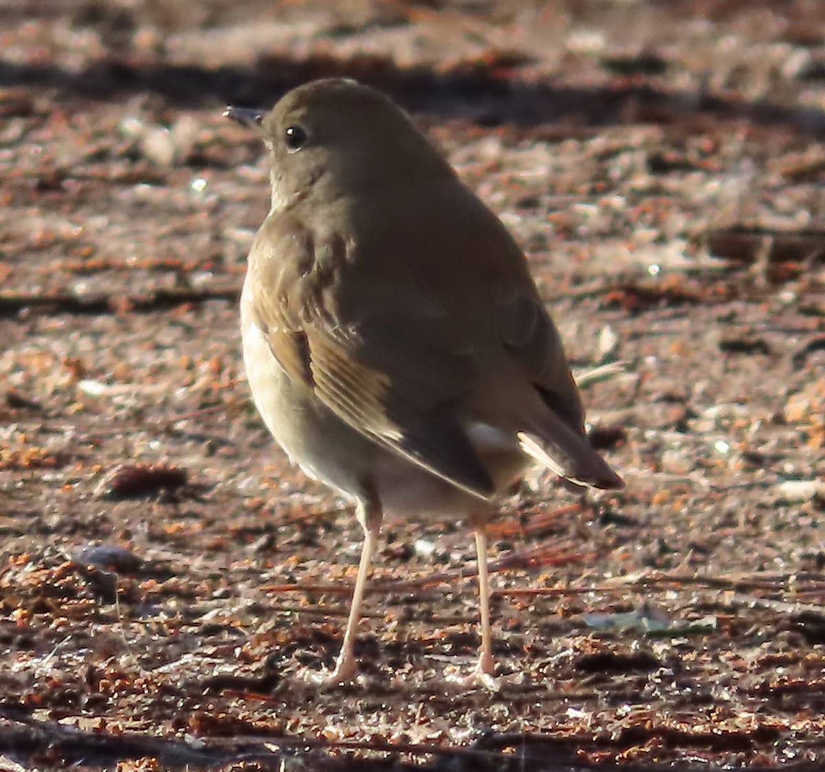 Hermit Thrush - ML535417821