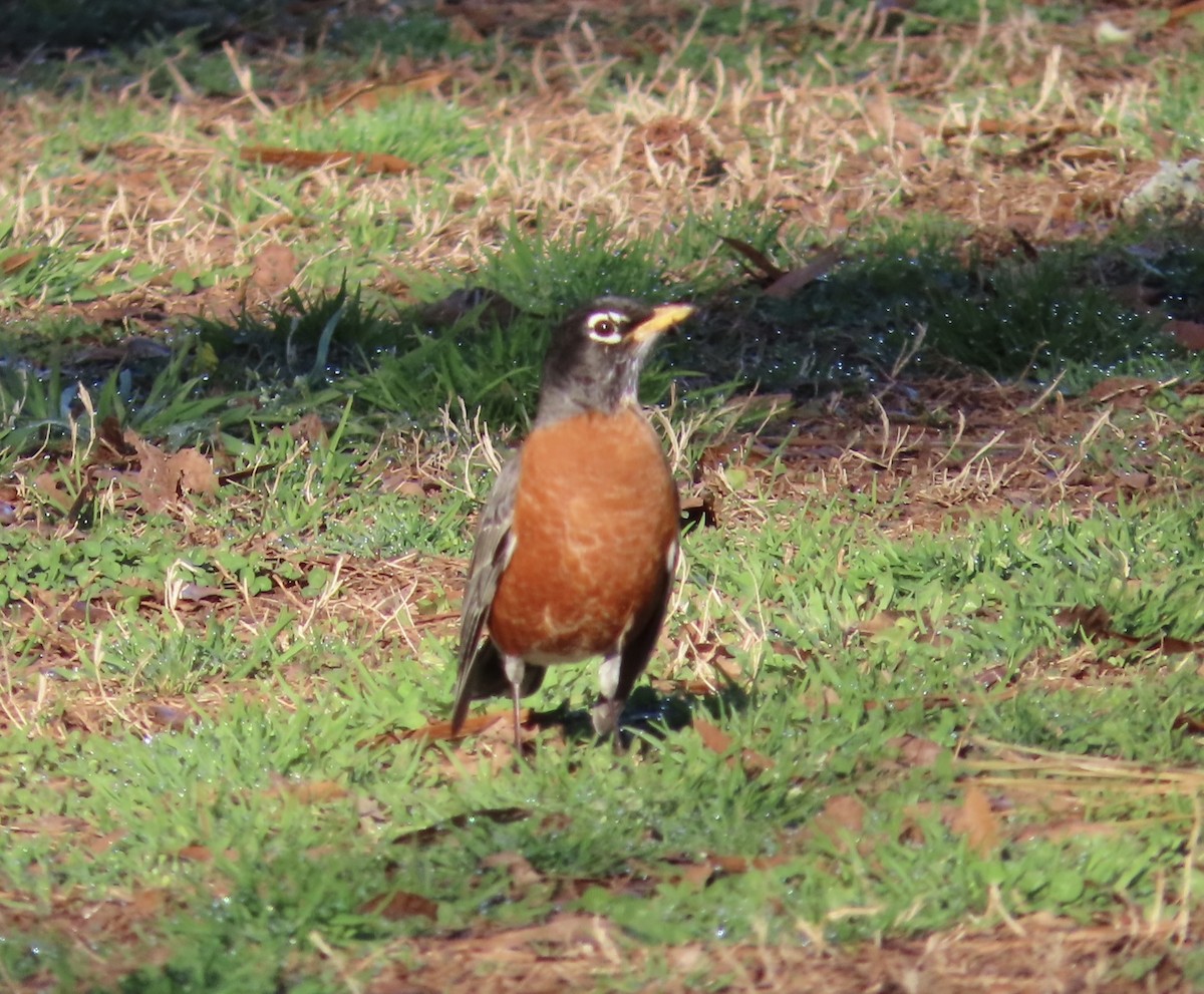 American Robin - ML535417861