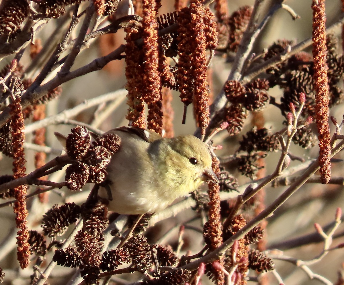 American Goldfinch - ML535417901
