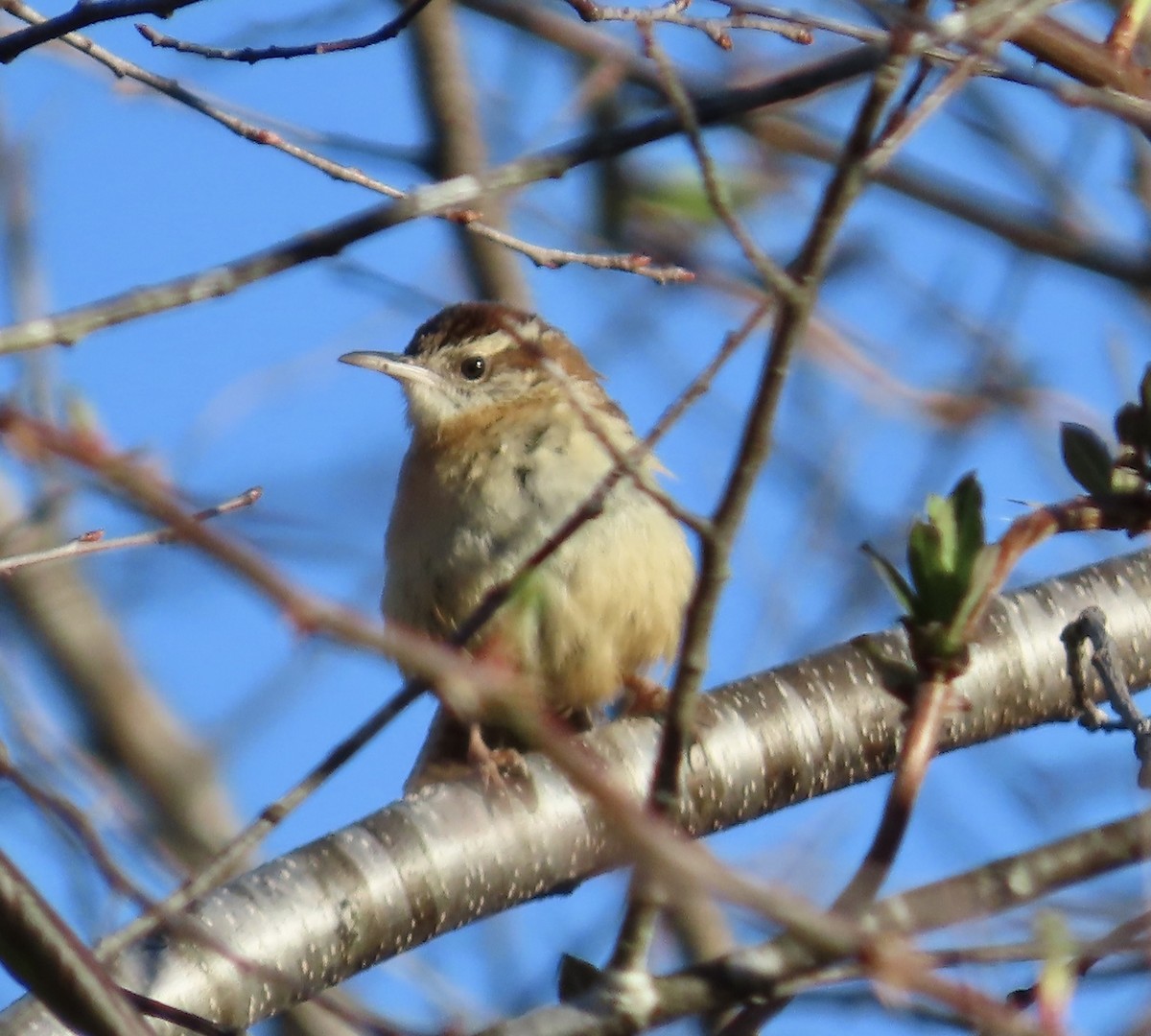 Carolina Wren - ML535418001
