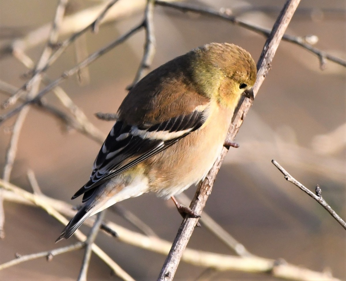 American Goldfinch - ML535418181