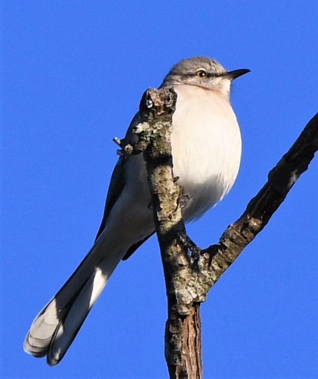 Northern Mockingbird - ML535418351