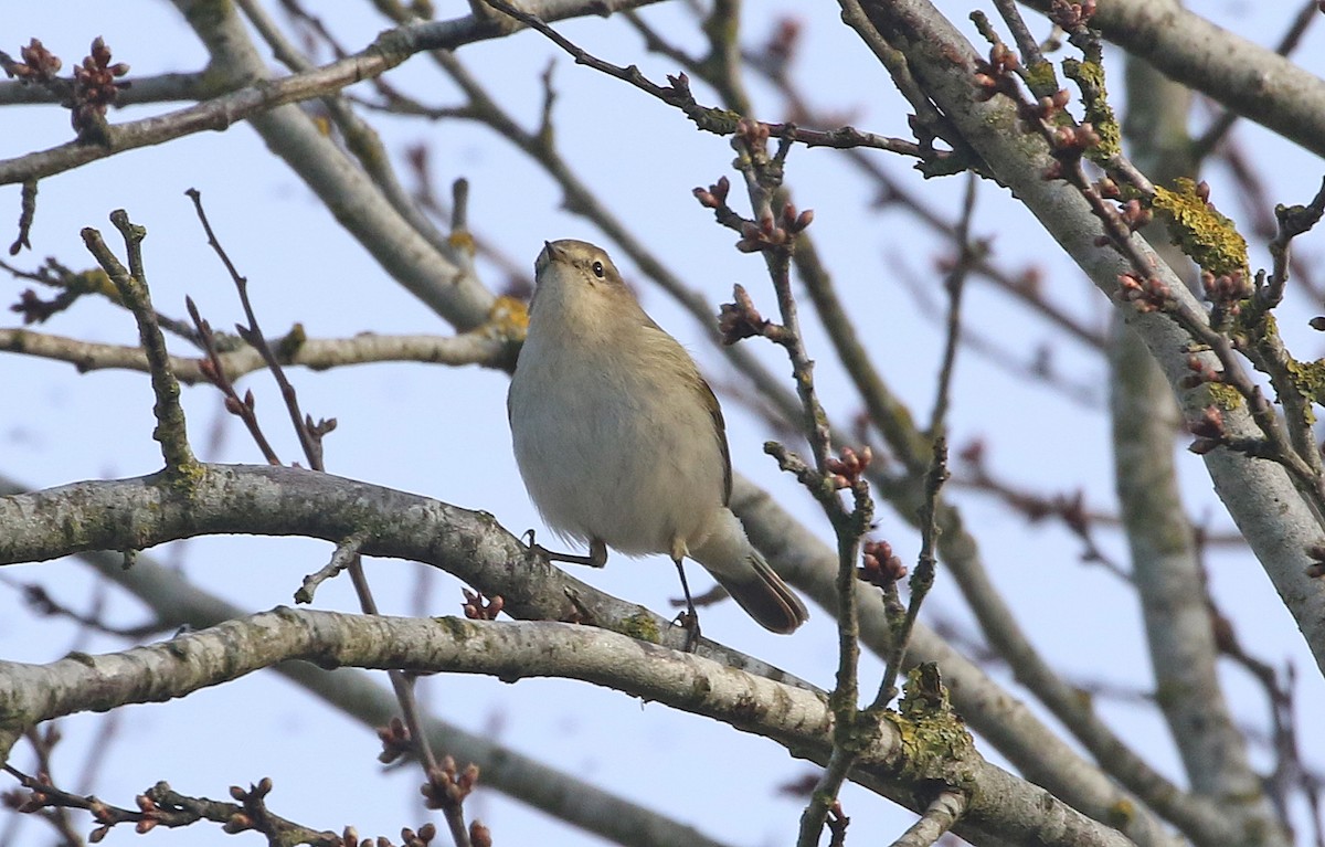 Common Chiffchaff (Siberian) - ML535418401