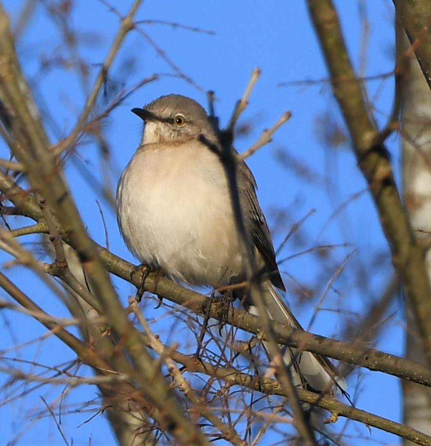 Northern Mockingbird - ML535418701