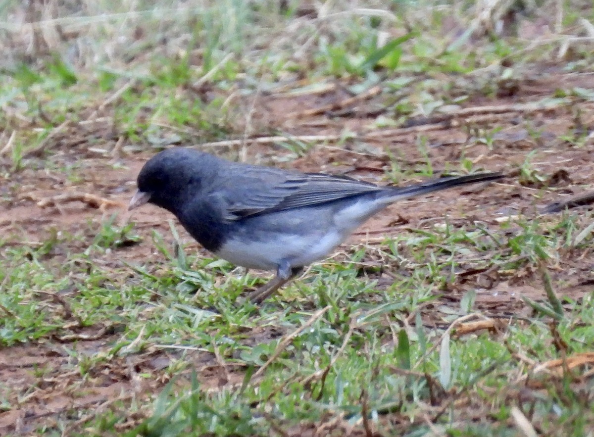 Junco Ojioscuro - ML535418911