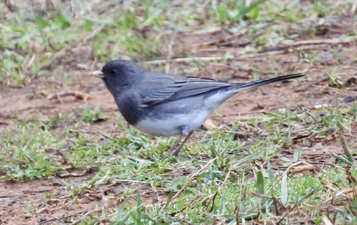 Dark-eyed Junco - ML535418921