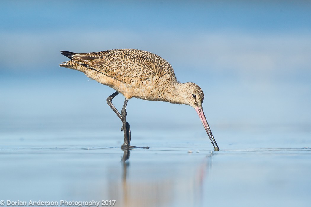 Marbled Godwit - Dorian Anderson