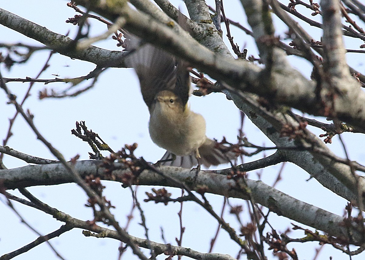 Common Chiffchaff (Siberian) - ML535420211