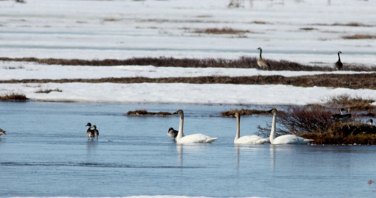 Trumpeter Swan - ML53542071