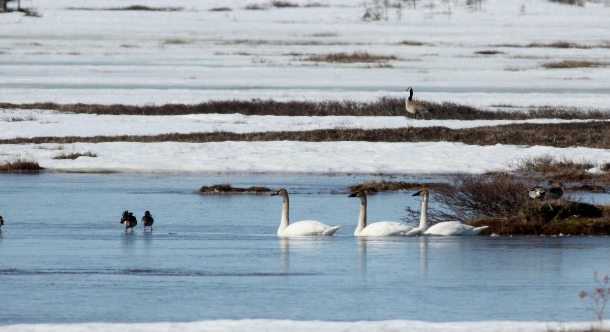 Trumpeter Swan - Jay McGowan