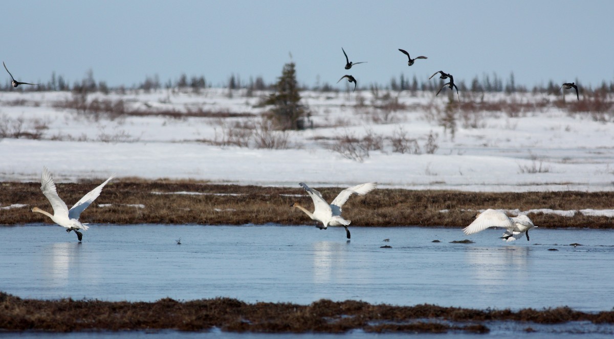 Cygne trompette - ML53542151