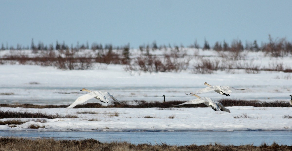 Cygne trompette - ML53542171