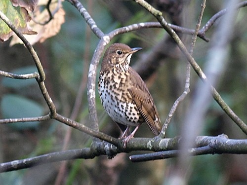 Song Thrush - David Cooper