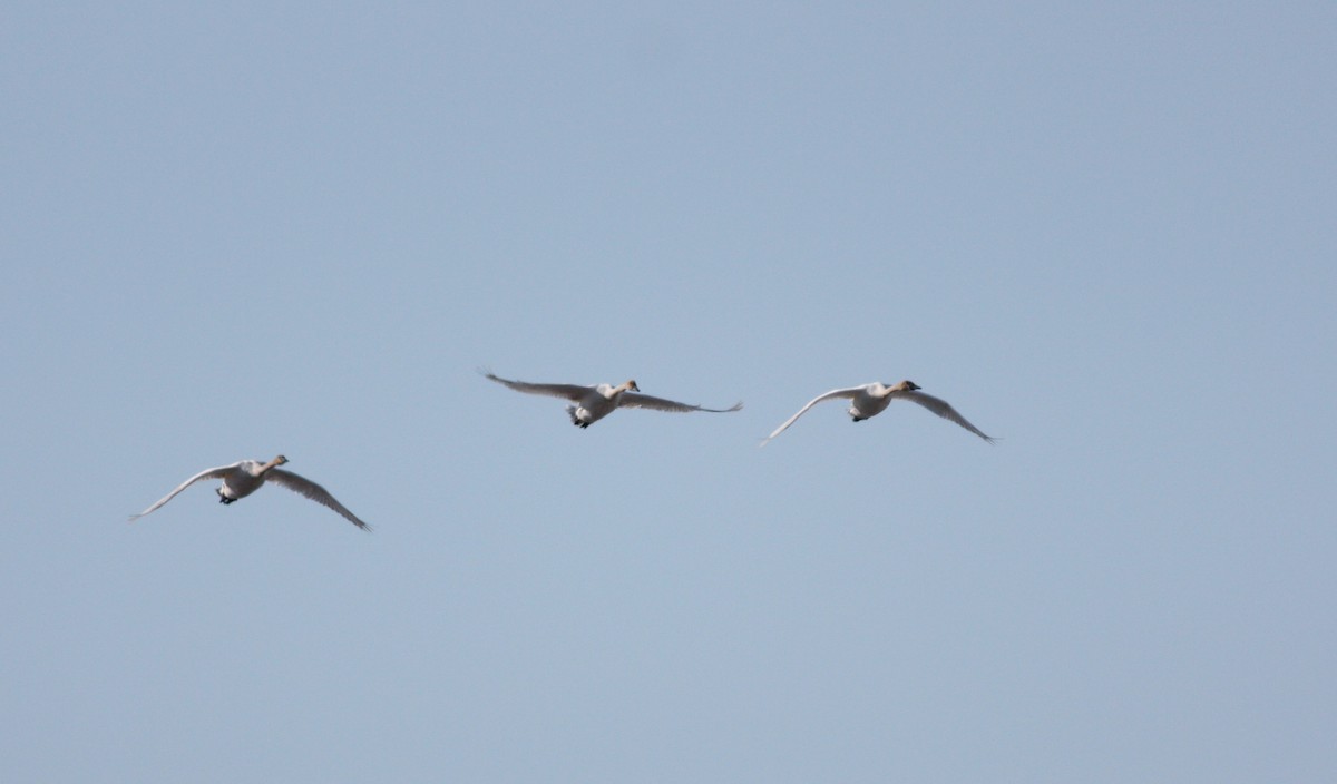 Trumpeter Swan - Jay McGowan