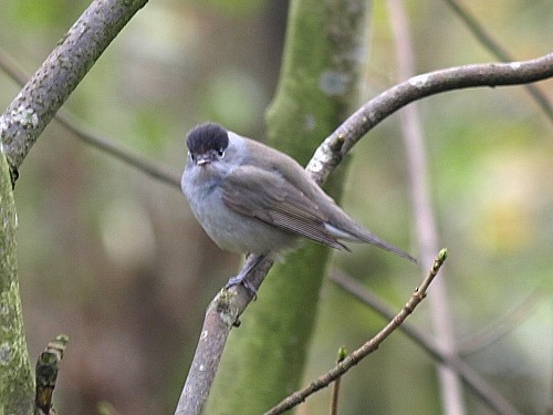 Eurasian Blackcap - David Cooper