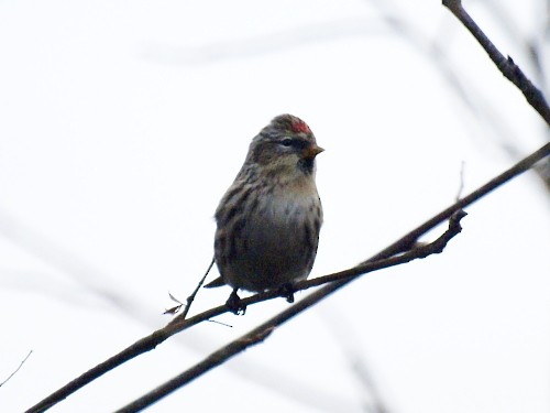 Common Redpoll - ML535422371