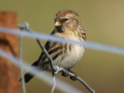 Common Redpoll - ML535422511