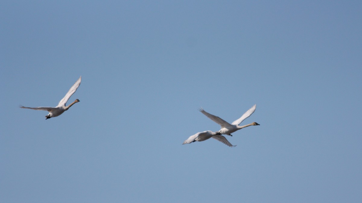 Trumpeter Swan - Jay McGowan