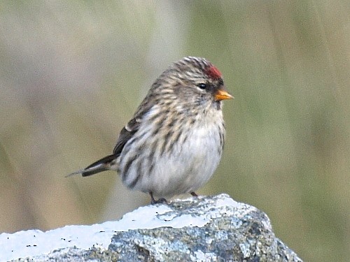 Common Redpoll - ML535422611