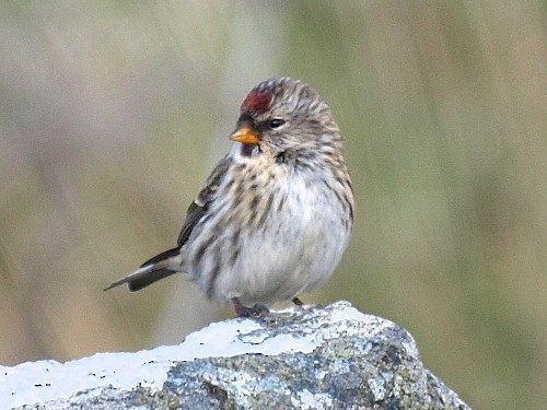 Common Redpoll - David Cooper