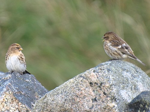 Common Redpoll - ML535422731