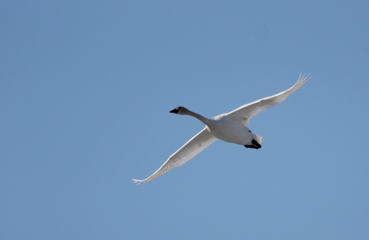 Trumpeter Swan - Jay McGowan