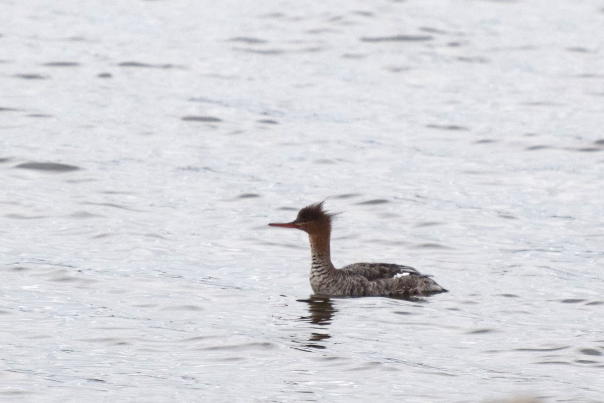 Red-breasted Merganser - ML53542371