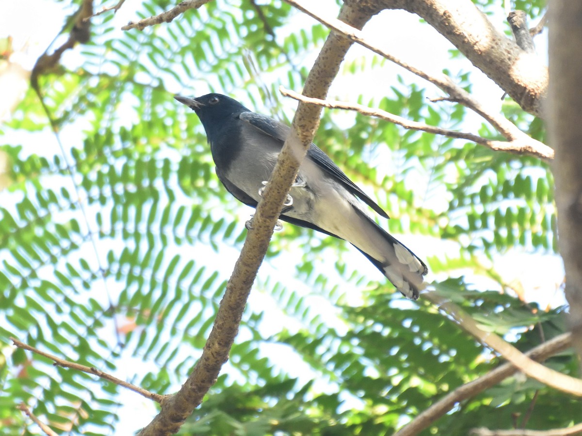 Black-headed Cuckooshrike - Usha Viswanathan