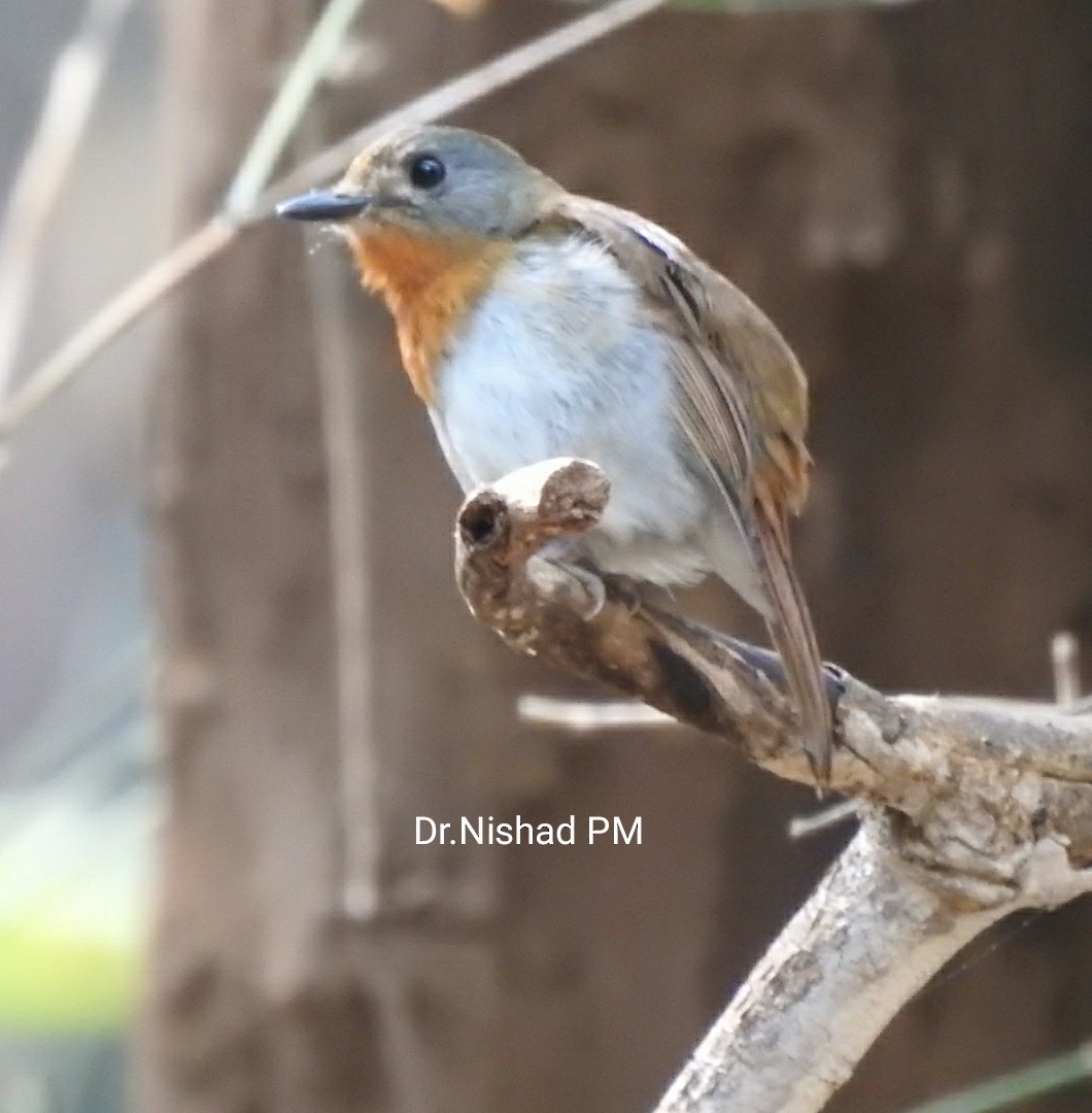 White-bellied Blue Flycatcher - Dr. NISHAD PM