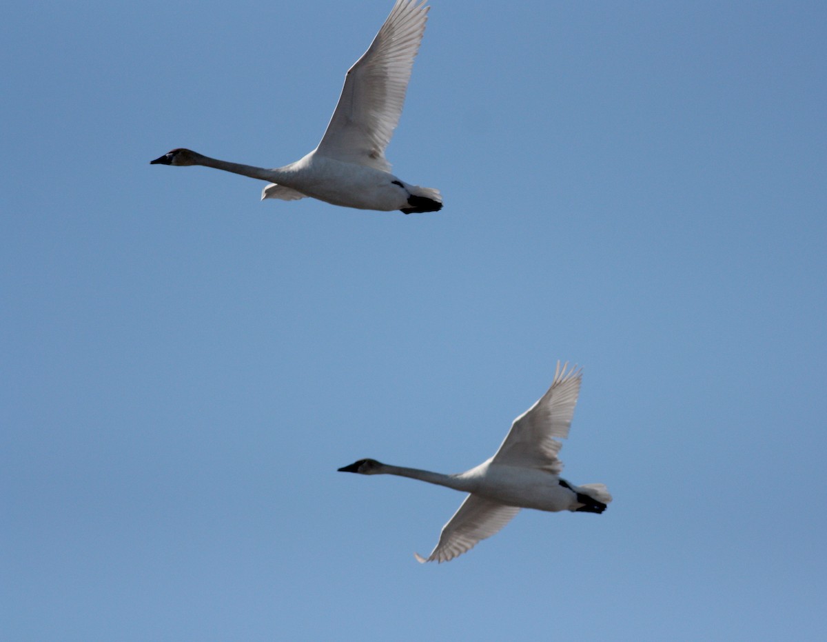 Trumpeter Swan - Jay McGowan