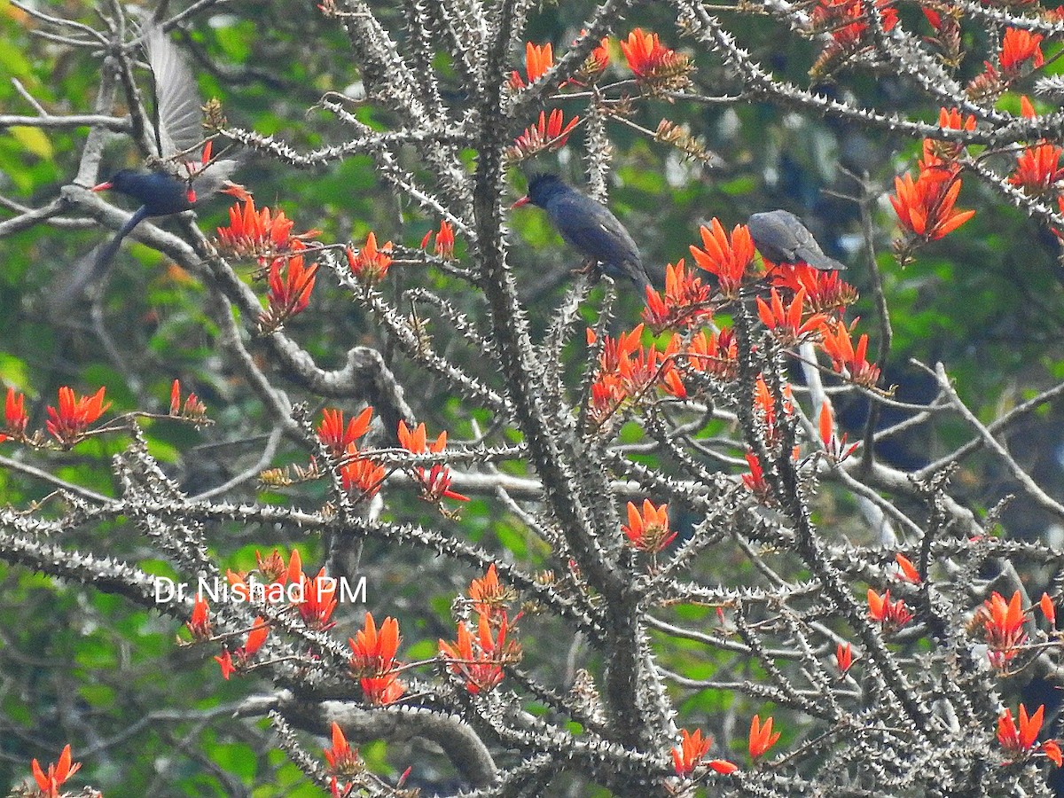 Square-tailed Bulbul - ML535424211