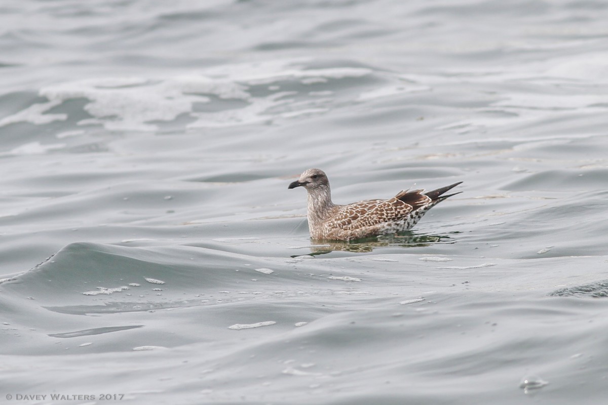 Lesser Black-backed Gull - ML53542431